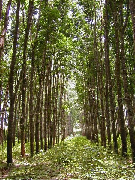 1er producteur africain de caoutchouc naturel la Côte dIvoire